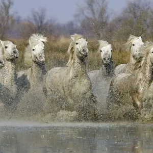 Camargue Horse, herd, running, splashing in wetland, Saintes Marie de la Mer, Camargue, France Camargue Horse, herd, running, splashing in wetland, Saintes Marie de la Mer, Camargue, France