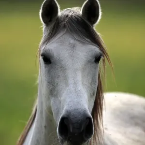 Camargue Horse, mare, close-up of head, backlit, Saintes Marie de la Mer, Camargue, Bouches du Rhone, France Camargue Horse, mare, close-up of head, backlit, Saintes Marie de la Mer, Camargue, Bouches du Rhone, France