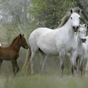 Camargue Horse, mares and foals, standing, Camargue, France Camargue Horse, mares and foals, standing, Camargue, France