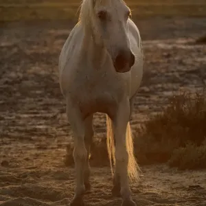 Cavallino della Camargue, stallone, illuminato dal tramonto, Saintes Marie de la Mer, Camargue, Bouches du Rhône, Francia. Cavallino della Camargue, stallone, illuminato dal tramonto, Saintes Marie de la Mer, Camargue, Bouches du Rhône, Francia.