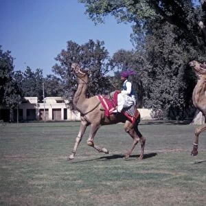 Camel - Dromedary (Camelus dromedarius) Two decorated / dancing / Pakistan
