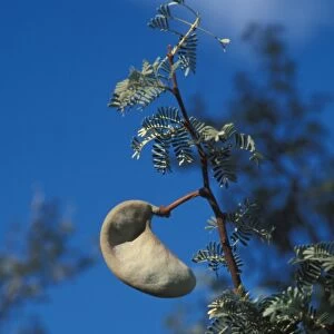 Camel Thorn Acacia (Acacia erioloba) Seed pods - Namibia