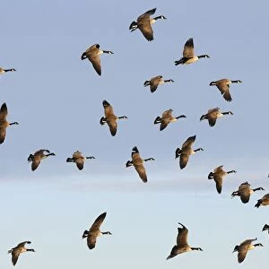 Canada Goose (Branta canadensis) introduced species, flock, in flight, Slimbridge, Gloucestershire, England, december