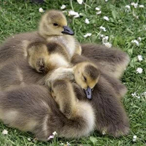 Canada Goose (Branta canadensis) introduced species, goslings, sleeping huddled together, London, England, may