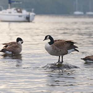 Canada Goose (Branta canadensis) introduced species, three adults, preening on lake, Bowness on Windermere