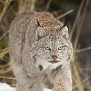 Prints of : Animals USA