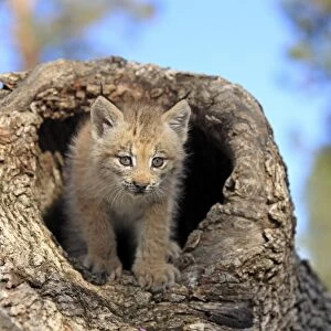 Canadian Lynx (Lynx canadensis) eight-weeks old cub, in hollow tree trunk, Montana, U. S. A. june (captive)