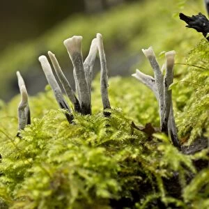 Candle-snuff Fungus (Xylaria hypoxylon) fruiting bodies, growing on mossy log, Wiltshire, England, November