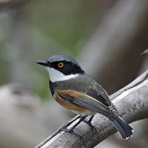 Cape Batis (Batis capensis) adult male, perched on branch, Western Cape, South Africa, September
