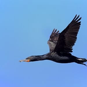 Cape Cormorant (Phalacrocorax capensis) adult, in flight, Bettys Bay, Western Cape, South Africa, December