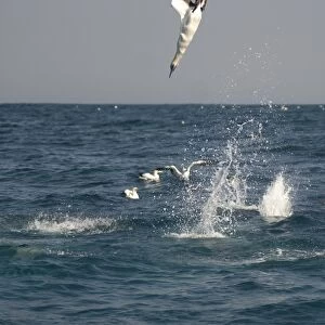 Cape Gannet (Morus capensis) adults, in flight, diving for fish at sea, offshore Port St. Johns, Wild Coast, Eastern Cape (Transkei), South Africa
