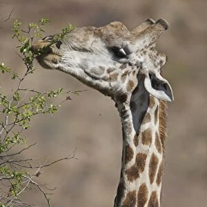 Cape Giraffe (Giraffa camelopardalis giraffa) adult, feeding on tree leaves, close-up of head and neck