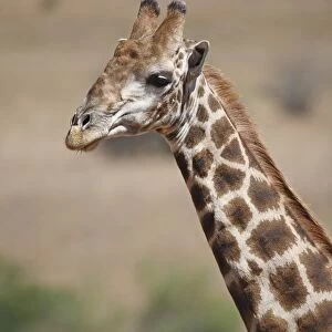 Cape Giraffe (Giraffa camelopardalis giraffa) adult, close-up of head and neck, Pilanesberg N. P
