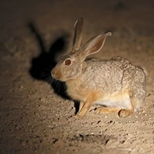 Cape Hare (Lepus capensis) adult, sitting on ground, spotlight at night, Kgalagadi Transfrontier Park