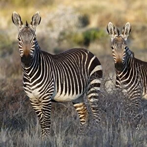 Cape Mountain Zebra (Equus zebra zebra) adult female with foal, standing in grassland, Karoo N. P