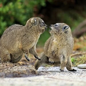 Cape Rock Hyrax (Procavia capensis) two young, fighting, Bettys Bay, Western Cape, South Africa, December