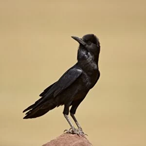 Cape Rook (Corvus capensis) adult, standing on rock, Bale Mountains, Oromia, Ethiopia
