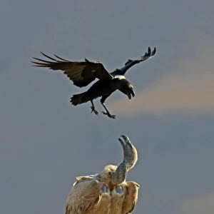 Cape Vulture (Gyps coprotheres) adult, standing on rock, harassed by White-necked Raven (Corvus albicollis) adult, in flight, Giant's Castle Reserve, Drakensberg Mountains, Natal, South Africa