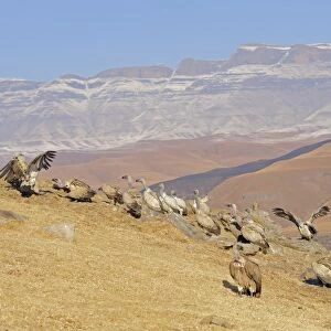 Cape Vulture (Gyps coprotheres) flock, gathered on mountain clifftop, Giant's Castle N. P. Drakensberg Mountains, Natal, South Africa