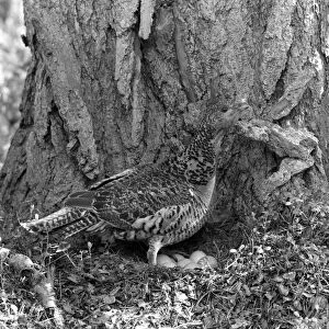 Capercaillie female at nest 1956 - Aviemore. Taken by Eric Hosking