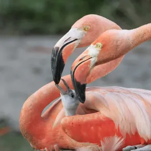 Caribbean Flamingo (Phoenicopterus ruber) adult pair, close-up of heads, feeding three-day old chick on nest (captive) Caribbean Flamingo (Phoenicopterus ruber) adult pair, close-up of heads, feeding three-day old chick on nest (captive)