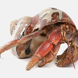 Caribbean Hermit Crab (Coenobita clypeatus) adult