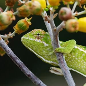 Carpet Chameleon (Furcifer lateralis) adult, climbing branch in forest, Anja Reserve, Central Madagascar, august