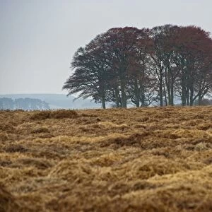 Carrot (Daucus carota) crop, straw covering field for over-wintering, Forfar, Angus, Scotland, november