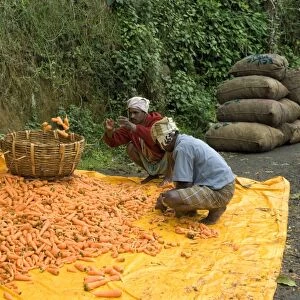 Carrot (Daucus carota) crop, workers sorting harvested roots, Kodaikanal, Tamil Nadu, India