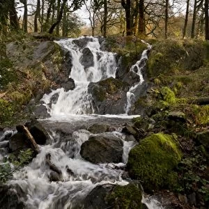Cascades flowing over rocks in river, Tom Gill Beck, below Tarn Hows, Lake District, Cumbria, England, November