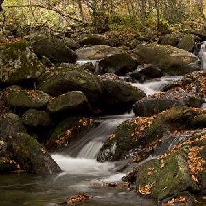 Cascading stream and autumn beech leaves in woodland habitat, Lauze Valley, near Pailheres, French Pyrenees, France