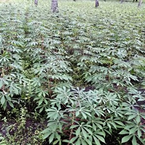 Cassava (Manihot sp. ) crop, growing in field, Lombok, Lesser Sunda Islands, Indonesia, march