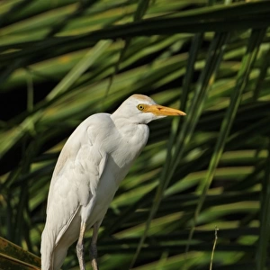 Cattle Egret (Bubulcus ibis ibis) adult, perched on palm frond, Hope Gardens, Jamaica, april