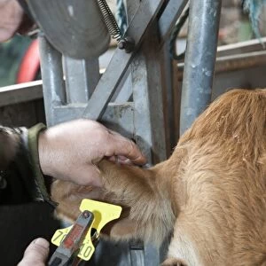 Cattle farming, farmer replacing ear tag, to comply with regulations, to beef cow held in cattle crush, Cumbria