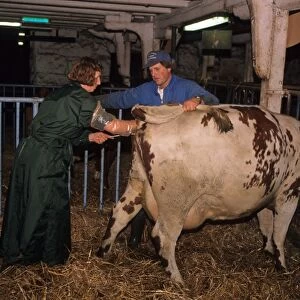 Cattle farming, specialist worker preforming artificial insemination on cow, Sweden