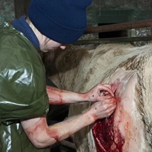 Cattle farming, vet stitching up cow after performing caesarean section to deliver calf, England, May