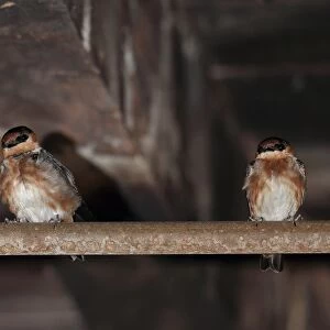Cave Swallow (Petrochelidon fulva poeciloma) two adults, roosting in cellar breeding site, Marshalls Pen, Jamaica