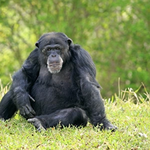 Central Chimpanzee (Pan troglodytes troglodytes) adult male, sitting on grass (captive)