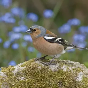 Chaffinch (Fringilla coelebs) adult male, perched on rock in garden, England, june Chaffinch (Fringilla coelebs) adult male, perched on rock in garden, England, june