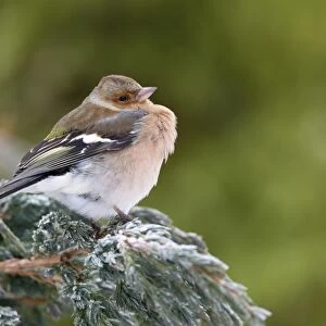 Chaffinch (Fringilla coelebs) adult male, with feathers fluffed up, perched on snow covered conifer shrub in garden, Chirnside, Berwickshire, Scottish Borders, Scotland, december