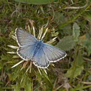 Chalkhill Blue (Lysandra coridon) adult male, feeding on flower, at Iron Age hillfort, Warham Camp, Warham, Norfolk