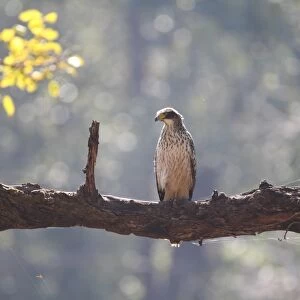 Changeable Hawk-eagle (Nisaetus cirrhatus) immature, perched on branch, Kanha N. P. Madhya Pradesh, India, november