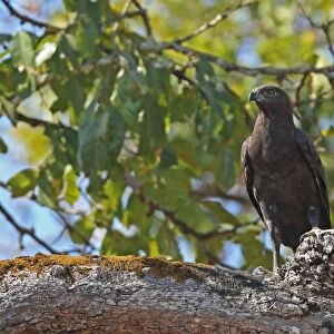 Changeable Hawk-eagle (Nisaetus cirrhatus limnaeetus) dark morph, adult, perched on branch, near Tmatboey, Cambodia