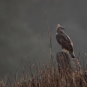 Changeable Hawk-eagle (Nisaetus cirrhatus) adult, perched on stump, Corbett N. P. Uttarakhand, India, february