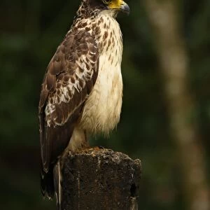 Changeable Hawk-eagle (Spizaetus cirrhatus ceylanensis) endemic race, immature, perched on post, Sri Lanka, december