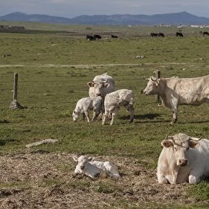 Charolais cows with newly born calf which does not yet have its ear tags- Extremadura, Spain
