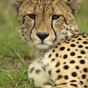Cheetah Print - Adult Head Close-up Cheetah Print - Adult Head Close-up