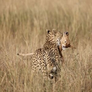 Cheetah (Acinonyx jubatus) adult, killing Topi (Damaliscus lunatus) calf, holding prey by throat, Masai Mara, Kenya