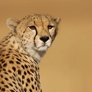 Cheetah (Acinonyx jubatus) Adult female, close-up of head - Masai Mara, Kenya
