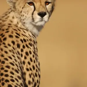 Cheetah (Acinonyx jubatus) Adult female, close-up of head - Masai Mara, Kenya Cheetah (Acinonyx jubatus) Adult female, close-up of head - Masai Mara, Kenya